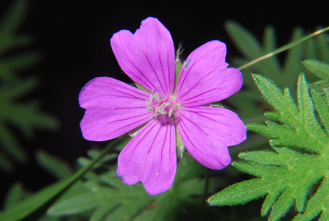 Geranium sanguineum